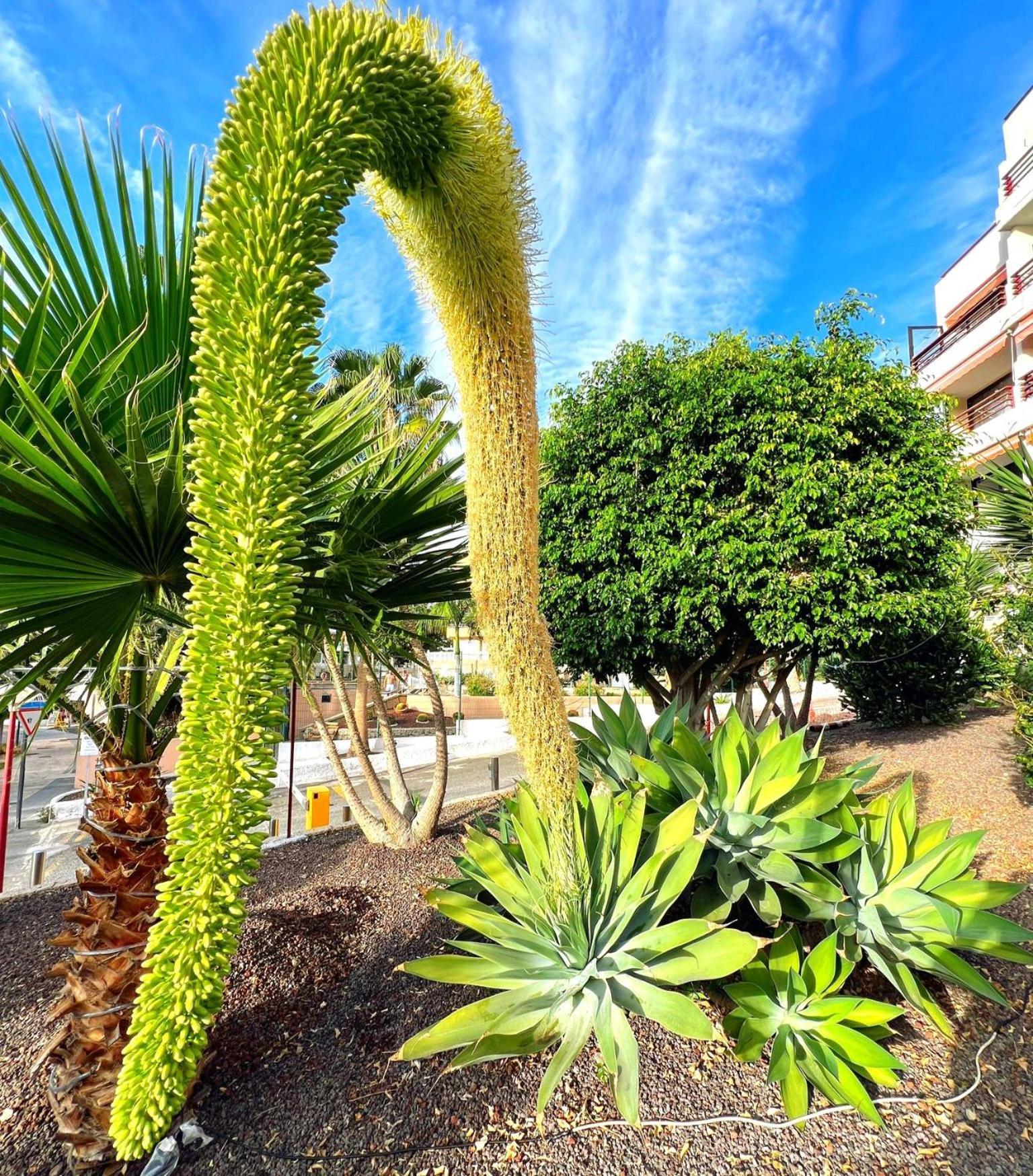 Paulmarie Apartment In Olympia Playa de las Américas Exterior foto